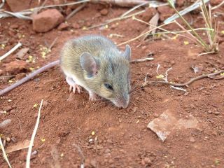 Level Two Fauna Survey in the West Pilbara : Image 1