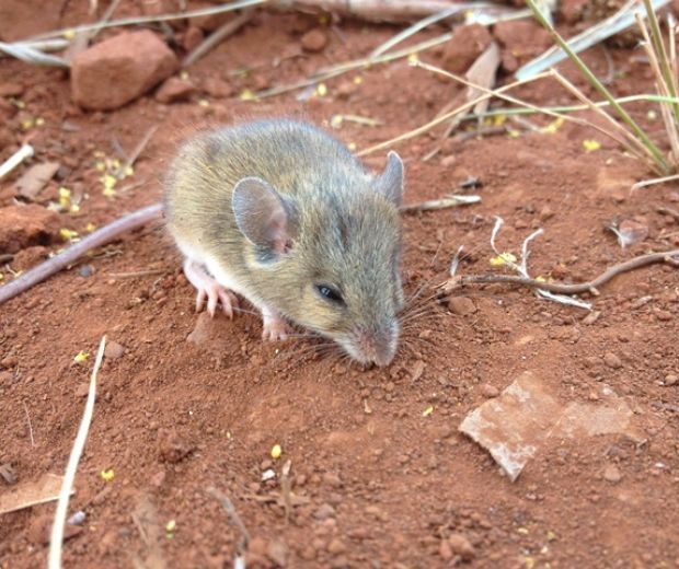 Level Two Fauna Survey in the West Pilbara