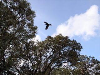 Targeted Black Cockatoo Fauna Assessment : Image 3