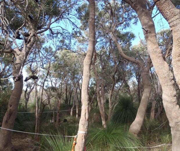 Targeted Black Cockatoo Fauna Assessment