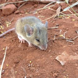 Level Two Fauna Survey in the West Pilbara