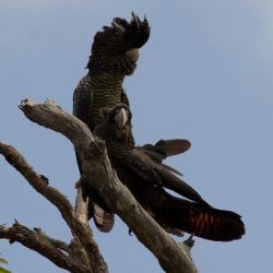 Targeted Black Cockatoo Fauna Assessment