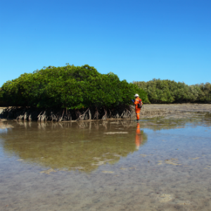 Mangrove surveys & monitoring