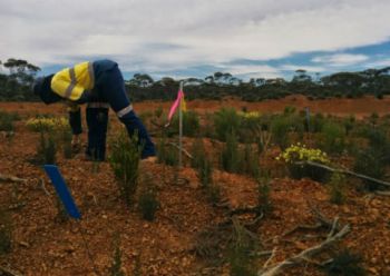 Conducting rehabilitation monitoring in the Mid West, Western Australia