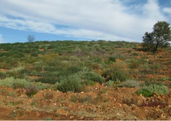 Rehabilitation in the northern Goldfields of Western Australia